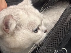 -安安宠医宠物医院·异宠·犬猫内科(岳阳分院)