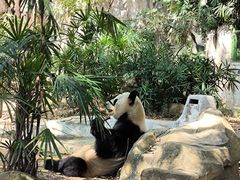 -深圳野生动物园