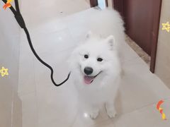 -艾贝尔宠物医院·狂犬免疫点(江山金象城店)