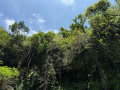 -海口绿发希尔顿酒店-田园汇自助餐·三文鱼·海鲜