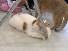 -共舞时光猫咖·狗咖(新街口店)