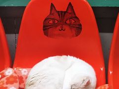 -猫咪博物馆(顶澳仔猫街店)
