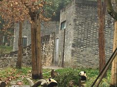 -都江堰中华大熊猫苑