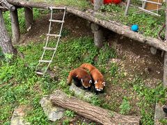 -大连森林动物园