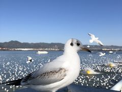 -海埂大坝