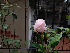 -百家春好德来姜母鸭