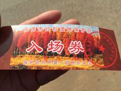 -小芝红树林