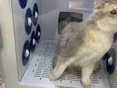 -momokira米努特·德文卷毛猫·棉花面纱犬