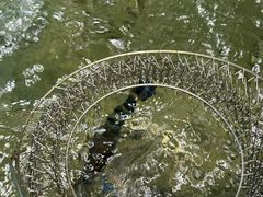 -桃源乐钓虾馆(松岗概念店)