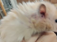 -楼上猫咖(罗湖店)