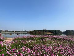 -海珠湖公园