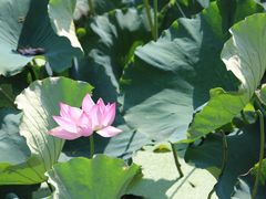 -艾溪湖湿地公园