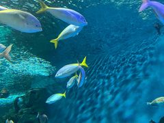 -上海海洋水族馆