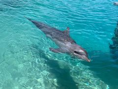 -悉尼海洋生物水族馆