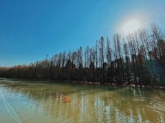 -上海海湾国家森林公园