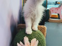 -十年猫舍·猫咪专门店(普陀店)