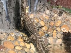 -上海大自然野生昆虫馆(东方明珠·爬宠昆虫探索中心)