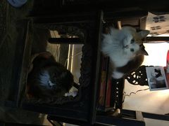 Anne猫窝咖啡屋-Anne猫窝咖啡屋