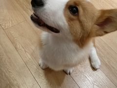 -Pets First伊珊娜洗护·精致美容·家庭式寄养(新会路店)