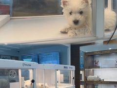 -翊宠yipet猫狗购宠庄园犬舍•猫舍