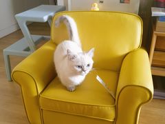 -纳吉亚猫专科动物诊疗中心(蒋宅口分院)