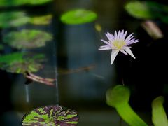 -国家植物园南园