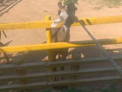 -西霞口神雕山野生动物世界