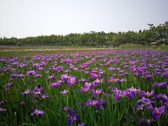 -上海长兴岛郊野公园