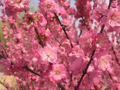 -永定河休闲森林公园