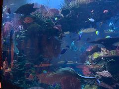 -迪拜帆船酒店海底餐厅