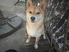 -柴犬高等学院·狗咖·柴犬售卖·宠物训练