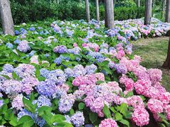 -上海共青森林公园