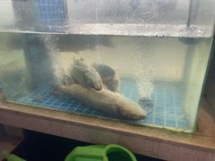 -樟树底(胜利河美食街店)