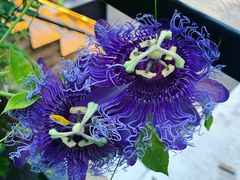 -毛辣果·酸(OHA复兴西路店)