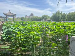 -莲花池公园