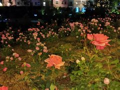 -大塘金香草谷