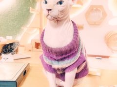 -猫和宫(六道口店)