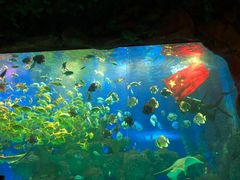 -芜湖新华联大白鲸海洋公园