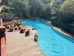 -南湾猴岛+椰田古寨一日游