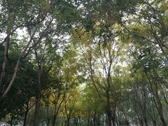 -大兴滨河森林公园