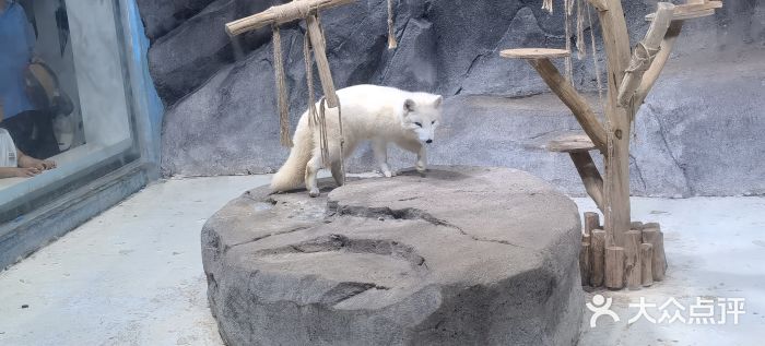 海合安青岛极地海洋公园图片