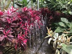 -呀路古热带植物园