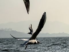 -深圳湾公园(南山区)