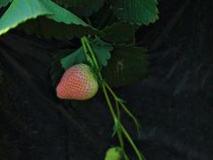 -昌平兴寿秀秀草莓采摘园