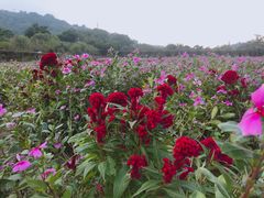 -丹樱生态园