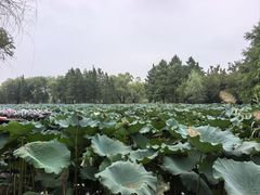 -长兴太湖图影湿地文化园