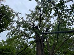 -上海佘山国家森林公园天马山园