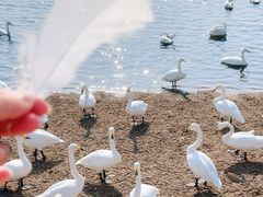 -烟墩角天鹅湖