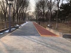 -大兴滨河森林公园