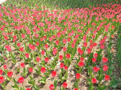 -长春公园(普阳街道)